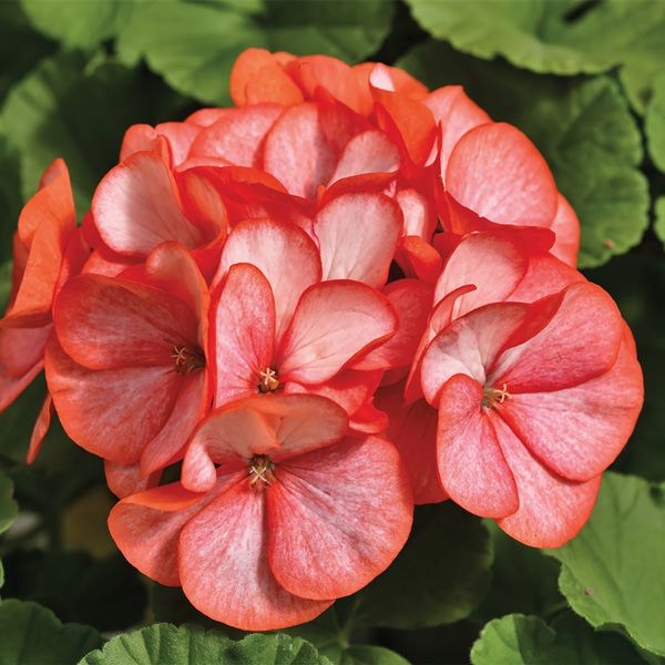 Geranium F1 Maverick Scarlet Picotee (5052)